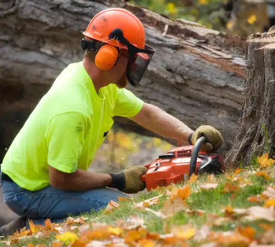 tree services Toronto